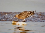 Pomarine skua. Juvenile feeding in a fishpond. Hortobágy, Hungary, October 1999. Image © Tamas Zeke by Tar Attila, Tamas Zeke.