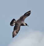 Pomarine skua. Adult. Sydney, New South Wales, Australia, April 2016. Image © Imogen Warren by Imogen Warren.