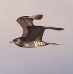 Pomarine skua. Pale morph. Waikanae Beach, December 2015. Image © Imogen Warren by Imogen Warren.