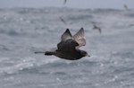 Pomarine skua. Dark morph in flight. At sea off Wollongong, New South Wales, Australia, March 2011. Image © Brook Whylie by Brook Whylie.