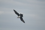 Pomarine skua. Adult pale morph in flight. Off Toroshima, Japan, April 2009. Image © Detlef Davies by Detlef Davies.