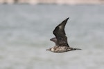 Arctic skua. Immature in flight. Shelly Beach, Kaipara Harbour, March 2018. Image © Oscar Thomas by Oscar Thomas.