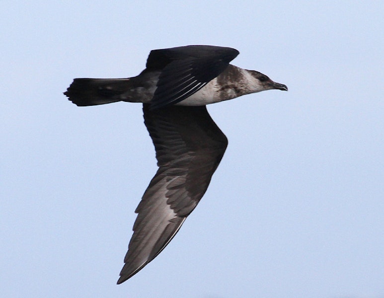 Arctic skua. Pale morph, non-breeding. Wanganui, April 2011. Image © Ormond Torr by Ormond Torr.