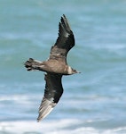 Arctic skua. Dark morph adult in flight, ventral. Wanganui, April 2013. Image © Ormond Torr by Ormond Torr.