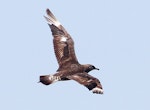 Arctic skua. Immature in flight, dorsal. Wanganui, April 2013. Image © Ormond Torr by Ormond Torr.