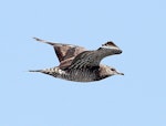 Arctic skua. Immature in flight, ventral. Wanganui, April 2013. Image © Ormond Torr by Ormond Torr.