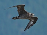 Arctic skua. Immature dark morph. Waikanae Beach, February 2014. Image © Imogen Warren by Imogen Warren.