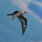 Arctic skua. Immature dark morph. Waikanae Beach, February 2014. Image © Imogen Warren by Imogen Warren.