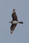 Arctic skua. Immature pale morph. Waikanae Beach, December 2017. Image © Imogen Warren by Imogen Warren.