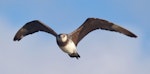 Arctic skua. Pale morph. Waikanae Beach, December 2015. Image © Imogen Warren by Imogen Warren.