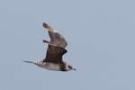 Arctic skua. Immature pale morph. Waikanae Beach, December 2017. Image © Imogen Warren by Imogen Warren.