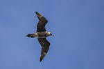 Arctic skua. Immature in flight. Kidds Beach, Manukau, January 2018. Image © Oscar Thomas by Oscar Thomas.