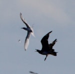 Arctic skua. Adult that has forced a white-fronted tern to drop its prey. Waikanae estuary, December 2015. Image © Robert Hanbury-Sparrow by Robert Hanbury-Sparrow.