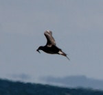 Arctic skua. Adult with successfully stolen prey. Waikanae estuary, December 2015. Image © Robert Hanbury-Sparrow by Robert Hanbury-Sparrow.