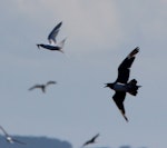 Arctic skua. Adult pursuing a white-fronted tern with a fish. Waikanae estuary, December 2015. Image © Robert Hanbury-Sparrow by Robert Hanbury-Sparrow.