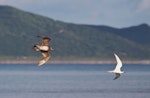 Arctic skua. Immature pale morph chasing white-fronted terns. Waikanae Beach, December 2015. Image © Imogen Warren by Imogen Warren.