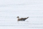 Arctic skua. Non-breeding adult on water. Sandspit, January 2016. Image © Oscar Thomas by Oscar Thomas.