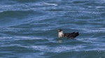 Arctic skua. Non-breeding adult on water. Gulf Harbour, Auckland, March 2018. Image © Oscar Thomas by Oscar Thomas.