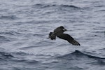 Arctic skua. Dark morph adult. At sea off Whangaroa Harbour, Northland, January 2011. Image © Jenny Atkins by Jenny Atkins.