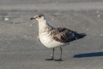 Arctic skua. Immature (pale morph). Manawatu Estuary, February 2019. Image © Imogen Warren by Imogen Warren.