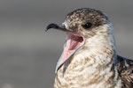 Arctic skua. Immature (pale morph) yawning. Manawatu Estuary, February 2019. Image © Imogen Warren by Imogen Warren.