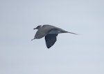 Arctic skua. Pale morph immature in flight. North of Whangaroa Harbour, March 2012. Image © Detlef Davies by Detlef Davies.