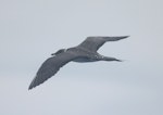 Arctic skua. Pale morph immature in flight. North of Whangaroa Harbour, March 2012. Image © Detlef Davies by Detlef Davies.