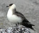 Arctic skua. Breeding adult, pale morph. Svalbard, July 2011. Image © Tony Crocker by Tony Crocker.