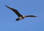 Arctic skua. Adult (pale morph) in flight at breeding grounds. Longyearbyen, Svalbard, Norway, June 2019. Image © John Fennell by John Fennell.