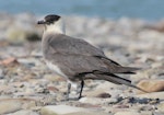 Arctic skua. Adult (pale morph) on breeding grounds. Longyearbyen, Svalbard, Norway, June 2019. Image © John Fennell by John Fennell.