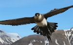 Arctic skua. Adult (pale morph) in flight at breeding grounds. Longyearbyen, Svalbard, Norway, June 2019. Image © John Fennell by John Fennell.