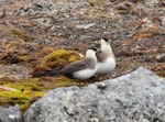 Arctic skua. A pair in breeding plumage, standing on a rock. Camp Zoe, Svalbard, August 2015. Image © Cyril Vathelet by Cyril Vathelet.