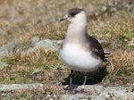 Arctic skua. Adult (pale morph) on breeding grounds. Longyearbyen, Svalbard, Norway, June 2019. Image © John Fennell by John Fennell.