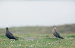 Arctic skua. Mixed pair (dark morph and intermediate morph). Fair Isle, Shetland Islands, July 2000. Image © Tamas Zeke by Tamas Zeke.