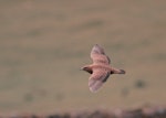 Arctic skua. Juvenile in flight. Fair Isle, July 2000. Image © Tamas Zeke by Tamas Zeke and Zsuzsanna Guba.