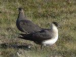 Arctic skua. Breeding adults, dark and pale morphs. Fair Isle, Scotland, June 2011. Image © Tony Crocker by Tony Crocker.