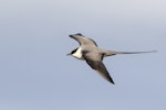 Long-tailed skua. Adult in breeding plumage. Komagnes, Norway, June 2015. Image © John Barkla 2018 birdlifephotography.org.au by John Barkla.