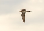 Long-tailed skua. Juvenile in flight showing underwing. Three Kings pelagic, March 2019. Image © Les Feasey by Les Feasey.