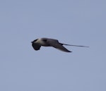 Long-tailed skua. Adult in flight (first record from Kerguelen Islands). Riviere Chateau, Iles Kerguelen, December 2015. Image © Colin Miskelly by Colin Miskelly.