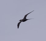 Long-tailed skua. Adult in flight (first record from Kerguelen Islands). Riviere Chateau, Iles Kerguelen, December 2015. Image © Colin Miskelly by Colin Miskelly.