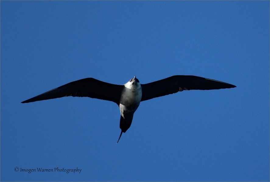 Long-tailed skua. Pale morph adult developing breeding plumage, in flight. Foxton Beach, April 2013. Image © Imogen Warren by Imogen Warren.