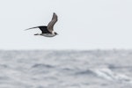 Long-tailed skua. Adult in flight. Port MacDonnell pelagic, South Australia, February 2015. Image © David Newell 2015 birdlifephotography.org.au by David Newell.