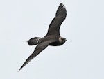 Long-tailed skua. Immature in flight. South of the Kermadec Islands, April 2021. Image © Scott Brooks (ourspot) by Scott Brooks.