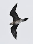 Long-tailed skua. Immature in flight. South of the Kermadec Islands, April 2021. Image © Scott Brooks (ourspot) by Scott Brooks.