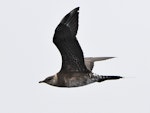 Long-tailed skua. Immature in flight. South of the Kermadec Islands, April 2021. Image © Scott Brooks (ourspot) by Scott Brooks.