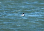 Long-tailed skua. Adult pale morph on water. Foxton Beach, April 2013. Image © Imogen Warren by Imogen Warren.