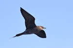 Long-tailed skua. Immature (dark morph) with fish hook in jaw. 50 km off Albany, Western Australia, May 2018. Image © William Betts 2018 birdlifephotography.org.au by William Betts.