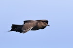 Long-tailed skua. Immature (dark morph), Note two white outer primary shafts. 50 km off Albany, Western Australia, May 2018. Image © William Betts 2018 birdlifephotography.org.au by William Betts.