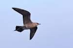 Long-tailed skua. Immature (dark morph). 50 km off Albany, Western Australia, May 2018. Image © William Betts 2018 birdlifephotography.org.au by William Betts.