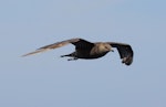 Long-tailed skua. Dark morph in flight. At sea, Off Wollongong, New South Wales, Australia, February 2009. Image © Brook Whylie by Brook Whylie.